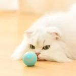 Dog Toys - Sri Lanka's Best Selection for Your Furry Friend